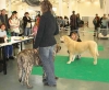 Filename=MVP_Brno-puppyclass-females.jpg
Filesize=31KiB
Dimensions=515x425
Date added=%757 %13, %2007 MVP_Brno-puppyclass-females.jpg
