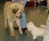 Filename=MVP_Brno-ramonet+bichon.jpg
Filesize=18KiB
Dimensions=502x425
Date added=%754 %13, %2007 MVP_Brno-ramonet+bichon.jpg