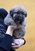 Filename=Macho-1A.jpg
Filesize=56KiB
Dimensions=709x1016
Date added=%523 %12, %2011 Macho-1A.jpg