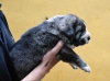 Filename=Macho-3A.jpg
Filesize=71KiB
Dimensions=993x737
Date added=%521 %12, %2011 Macho-3A.jpg