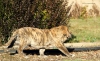 Filename=Madruga_de_los_Zumbos-.jpg
Filesize=380KiB
Dimensions=2048x1251
Date added=%072 %31, %2016 Madruga_de_los_Zumbos-.jpg