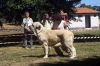 Filename=Magno_de_Basillon.jpg
Filesize=27KiB
Dimensions=480x319
Date added=%606 %11, %2015 Magno_de_Basillon.jpg