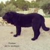 Filename=Magno_del_Eco_de_Antares.jpg
Filesize=86KiB
Dimensions=750x750
Date added=%959 %22, %2019 Magno_del_Eco_de_Antares.jpg