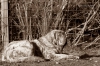 Filename=Majuela_de_Valseco.jpg
Filesize=445KiB
Dimensions=2048x1365
Date added=%112 %31, %2016 Majuela_de_Valseco.jpg