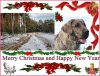Filename=Marie_Kucerova_cz_xmas14.jpg
Filesize=85KiB
Dimensions=700x537
Date added=%855 %24, %2014 Marie_Kucerova_cz_xmas14.jpg