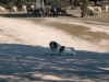 Filename=Mastin-ganadero-1.jpg
Filesize=56KiB
Dimensions=800x600
Date added=%654 %26, %2006 Mastin-ganadero-1.jpg