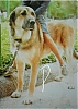 Filename=Mastin2C_1983.jpg
Filesize=176KiB
Dimensions=1080x1520
Date added=%986 %08, %2021 Mastin2C_1983.jpg