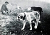 Filename=Mastin2C_anos_60.jpg
Filesize=20KiB
Dimensions=460x325
Date added=%791 %05, %2021 Mastin2C_anos_60.jpg