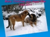 Filename=MerryChristmasHappyNewYear2011.jpg
Filesize=550KiB
Dimensions=640x480
Date added=%256 %21, %2010 MerryChristmasHappyNewYear2011.jpg