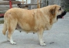 Filename=Mola3.jpg
Filesize=30KiB
Dimensions=541x380
Date added=%550 %17, %2006 Mola3.jpg