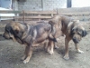 Filename=Monta-Cantero-X-Boria.jpg
Filesize=70KiB
Dimensions=1024x768
Date added=%494 %25, %2011 Monta-Cantero-X-Boria.jpg