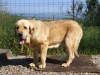 Filename=Napoleon2-(2).jpg
Filesize=190KiB
Dimensions=1200x900
Date added=%777 %28, %2012 Napoleon2-(2).jpg