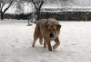 Filename=Naranco.jpg
Filesize=109KiB
Dimensions=800x556
Date added=%474 %03, %2006 Naranco.jpg