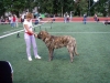 Nat_Dog-Show-in-Valka(21_07.jpg