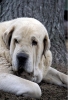 Filename=Nelson.jpg
Filesize=66KiB
Dimensions=455x668
Date added=%999 %02, %2006 Nelson.jpg
