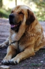 Filename=Neron_2010.jpg
Filesize=43KiB
Dimensions=399x600
Date added=%918 %25, %2015 Neron_2010.jpg