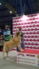 Filename=Niebla_de_Brumawa,_campeona_Internacional_pendiente_de_homologación.jpg
Filesize=79KiB
Dimensions=480x853
Date added=%496 %23, %2017 Niebla_de_Brumawa,_campeona_Internacional_pendiente_de_homologación.jpg