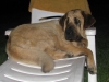 Filename=Night_guard_1.jpg
Filesize=96KiB
Dimensions=885x664
Date added=%725 %06, %2009 Night_guard_1.jpg