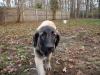 Filename=Nov16-DeNiro-4.jpg
Filesize=41KiB
Dimensions=480x360
Date added=%872 %18, %2008 Nov16-DeNiro-4.jpg