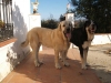 Filename=Odin-y-Panda.jpg
Filesize=84KiB
Dimensions=1024x768
Date added=%629 %31, %2009 Odin-y-Panda.jpg