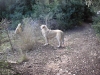Filename=PC270290.jpg
Filesize=399KiB
Dimensions=1600x1200
Date added=%797 %11, %2009 PC270290.jpg