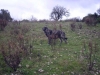 Filename=PC280305.jpg
Filesize=300KiB
Dimensions=1500x1125
Date added=%765 %11, %2009 PC280305.jpg