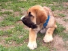 Filename=PICS1.jpg
Filesize=44KiB
Dimensions=480x360
Date added=%425 %02, %2009 PICS1.jpg