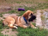 Filename=PICS3.jpg
Filesize=43KiB
Dimensions=480x360
Date added=%424 %02, %2009 PICS3.jpg