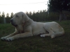 Filename=PICT5431.jpg
Filesize=47KiB
Dimensions=1200x900
Date added=%873 %17, %2008 PICT5431.jpg