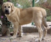 Filename=PIZCA-5-MESES-,-39-KILOS.jpg
Filesize=39KiB
Dimensions=600x499
Date added=%435 %14, %2007 PIZCA-5-MESES-,-39-KILOS.jpg