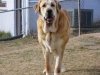 Filename=Picture-158.jpg
Filesize=21KiB
Dimensions=600x450
Date added=%748 %06, %2006 Picture-158.jpg