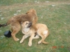 Filename=Play20_11.jpg
Filesize=22KiB
Dimensions=448x336
Date added=%468 %24, %2006 Play20_11.jpg