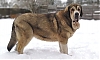 Filename=Princess_Zita_Tornado_Erben_10_months_old.jpg
Filesize=78KiB
Dimensions=1235x750
Date added=%766 %20, %2021 Princess_Zita_Tornado_Erben_10_months_old.jpg