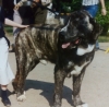 Filename=Retiro_1991_cachorro_mastin.jpg
Filesize=95KiB
Dimensions=960x941
Date added=%743 %21, %2017 Retiro_1991_cachorro_mastin.jpg