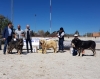 Filename=Ring_abierta_machos2C2C.jpg
Filesize=97KiB
Dimensions=960x762
Date added=%867 %22, %2019 Ring_abierta_machos2C2C.jpg