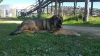Filename=Rocco_II_de_Montes_del_Pardo.jpg
Filesize=238KiB
Dimensions=1440x810
Date added=%494 %23, %2017 Rocco_II_de_Montes_del_Pardo.jpg
