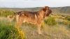 Filename=Rollo_de_Abelgas.jpg
Filesize=312KiB
Dimensions=1600x900
Date added=%653 %05, %2019 Rollo_de_Abelgas.jpg