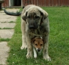 Filename=Sammy_ja_Penny.jpg
Filesize=203KiB
Dimensions=995x953
Date added=%615 %13, %2007 Sammy_ja_Penny.jpg