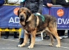 Filename=Sanson-R.jpg
Filesize=111KiB
Dimensions=1063x765
Date added=%959 %30, %2011 Sanson-R.jpg