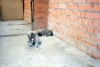 Filename=Scannen000117.jpg
Filesize=70KiB
Dimensions=1167x788
Date added=%675 %05, %2008 Scannen000117.jpg