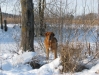 Filename=Snow_winter_2009.jpg
Filesize=252KiB
Dimensions=838x629
Date added=%890 %09, %2009 Snow_winter_2009.jpg