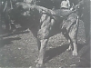 Filename=Soberbio2C1983.jpg
Filesize=140KiB
Dimensions=1079x811
Date added=%986 %05, %2021 Soberbio2C1983.jpg