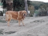 Filename=Sultan_de_la_Rabiza-.jpg
Filesize=72KiB
Dimensions=960x720
Date added=%981 %20, %2019 Sultan_de_la_Rabiza-.jpg