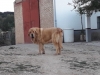 Filename=Sultan_de_la_Rabiza.jpg
Filesize=60KiB
Dimensions=960x720
Date added=%981 %20, %2019 Sultan_de_la_Rabiza.jpg