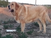 Filename=Sultan_de_la_Rabiza2C.jpg
Filesize=83KiB
Dimensions=960x720
Date added=%981 %20, %2019 Sultan_de_la_Rabiza2C.jpg
