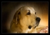 Filename=T_seng_21_10_2007.jpg
Filesize=27KiB
Dimensions=860x594
Date added=%103 %01, %2007 T_seng_21_10_2007.jpg