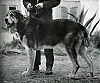 Filename=Teleno2C_1962.jpg
Filesize=27KiB
Dimensions=384x321
Date added=%915 %05, %2021 Teleno2C_1962.jpg