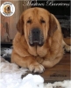 Filename=Telva_de_Barrieros_.jpg
Filesize=87KiB
Dimensions=778x960
Date added=%973 %22, %2019 Telva_de_Barrieros_.jpg