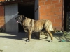 Filename=Titan_de_Duelos_y_Quebrantos-2--,.jpg
Filesize=137KiB
Dimensions=960x720
Date added=%844 %07, %2015 Titan_de_Duelos_y_Quebrantos-2--,.jpg
