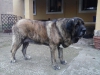 Filename=Titan_macho_alfa_muy_dominante__3_5_years.jpg
Filesize=165KiB
Dimensions=960x720
Date added=%842 %07, %2015 Titan_macho_alfa_muy_dominante__3_5_years.jpg